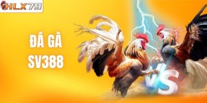 Đá Gà SV388 - Sảnh Cược Chọi Kê Hấp Dẫn Top 1 HLX79