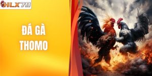 Đá Gà Thomo HLX79 - Trận Đấu Đỉnh Cao, Kèo Cược Cạnh Tranh 