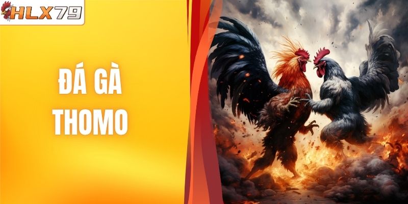 Đá Gà Thomo HLX79 - Trận Đấu Đỉnh Cao, Kèo Cược Cạnh Tranh 