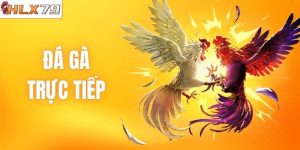 Đá Gà Trực Tiếp HLX79:Trận Đấu Nóng Hổi, Kịch Tính Từng Giây