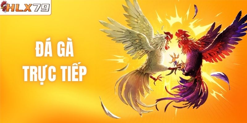 Đá Gà Trực Tiếp HLX79:Trận Đấu Nóng Hổi, Kịch Tính Từng Giây