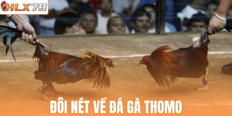 Đôi nét về đá gà Thomo