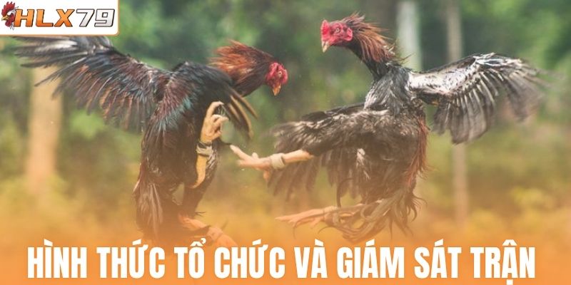 Hình thức tổ chức và giám sát trận 