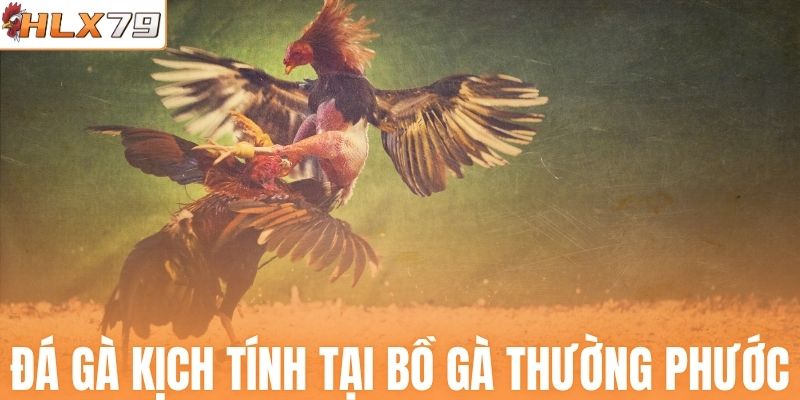 Theo dõi kịch tính tại bồ gà Thường Phước